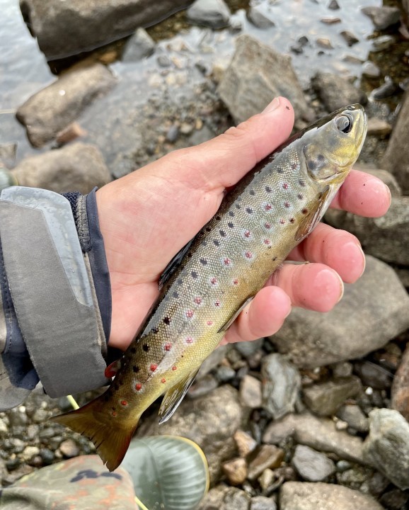 Llyn Dulyn trout - GJ from Sevenoaks